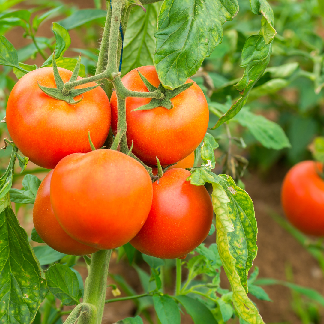 Donation – Help Us Grow! 🌱
